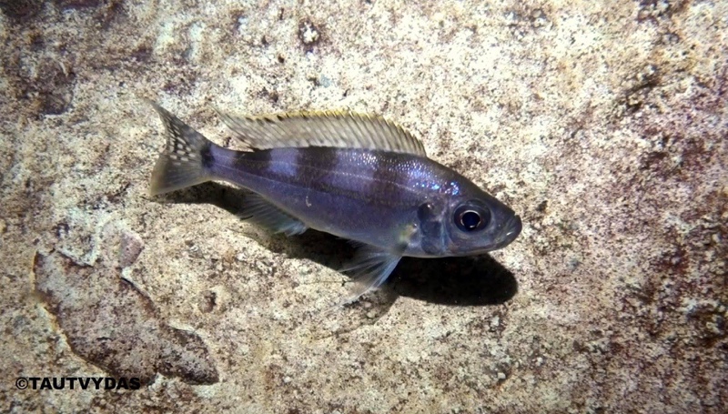 Haplotaxodon trifasciatus 'Jakobsen's Beach'